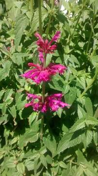 Image of Agastache mexicana (Kunth) Lint & Epling