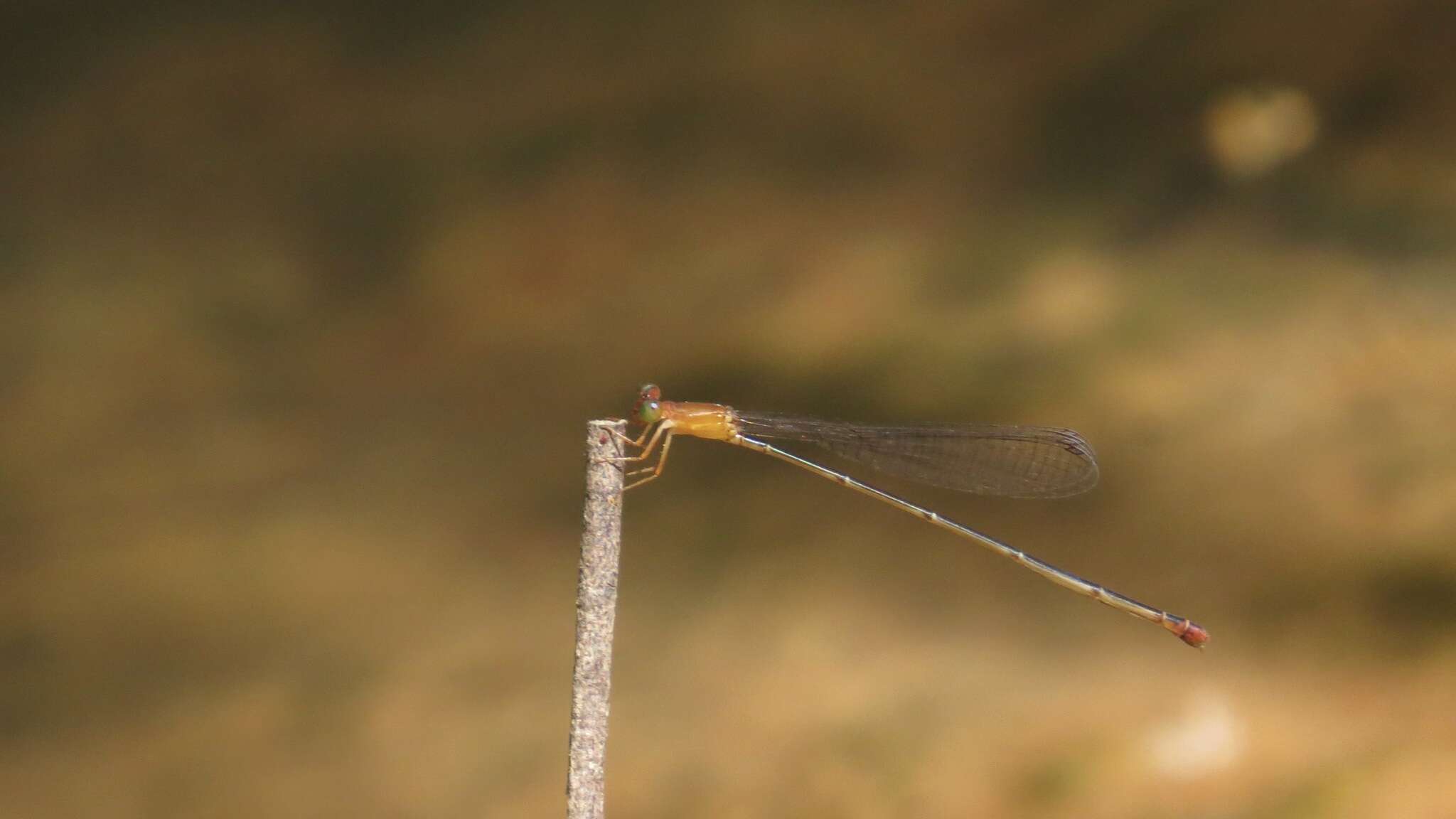 Image of Teinobasis rufithorax (Selys 1877)