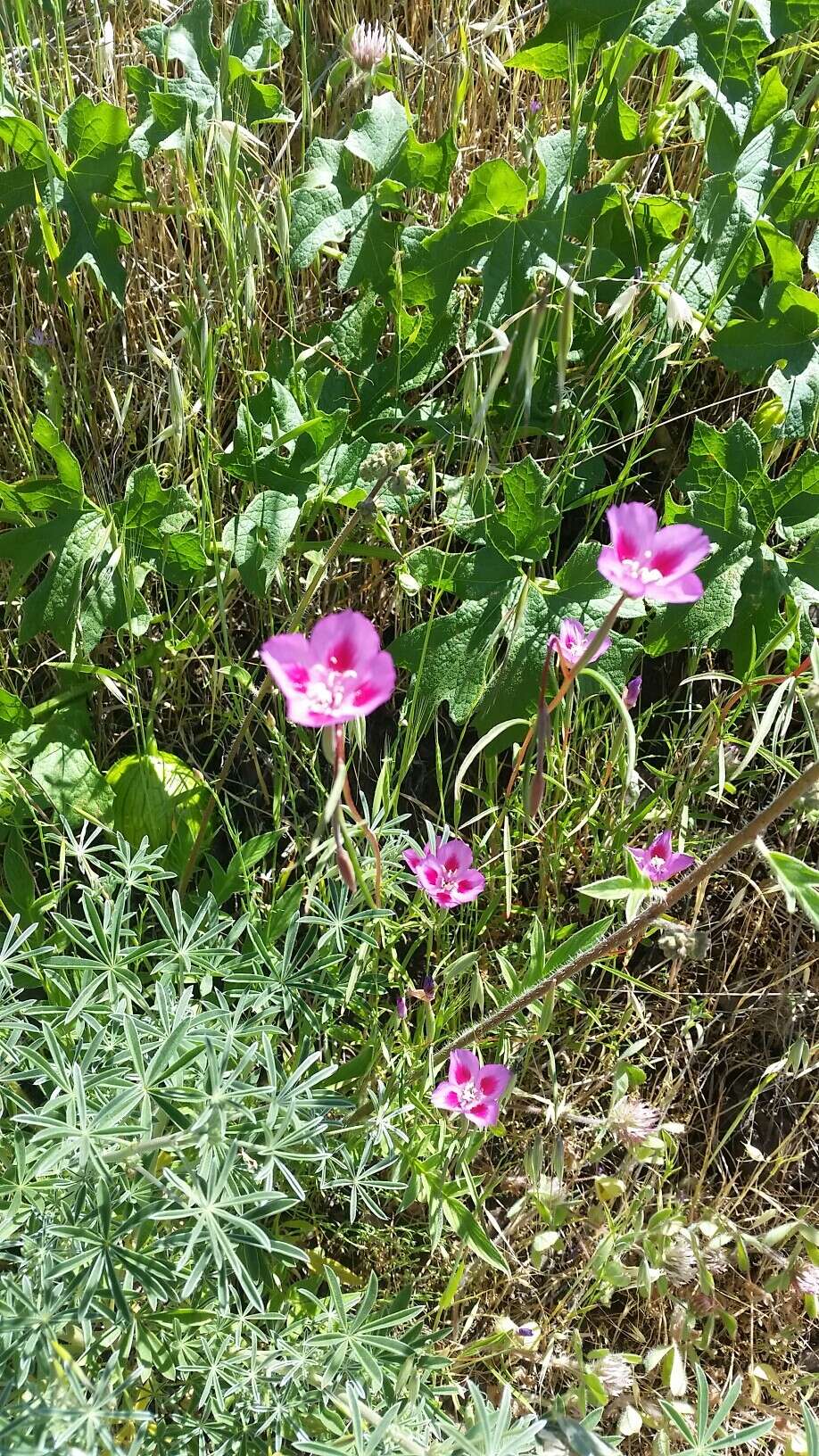 Imagem de Clarkia gracilis subsp. sonomensis (C. L. Bitchc.) F. H. Lewis & M. E. Lewis