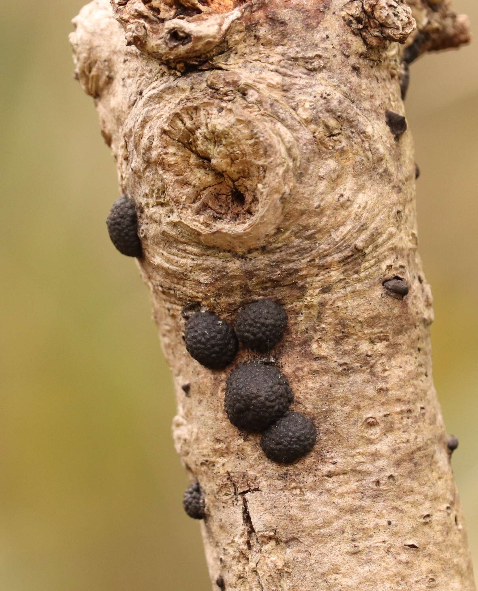 Image of Annulohypoxylon truncatum (Starbäck) Y. M. Ju, J. D. Rogers & H. M. Hsieh 2005