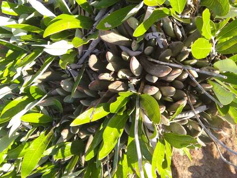 Image of Adromischus umbraticola C. A. Smith