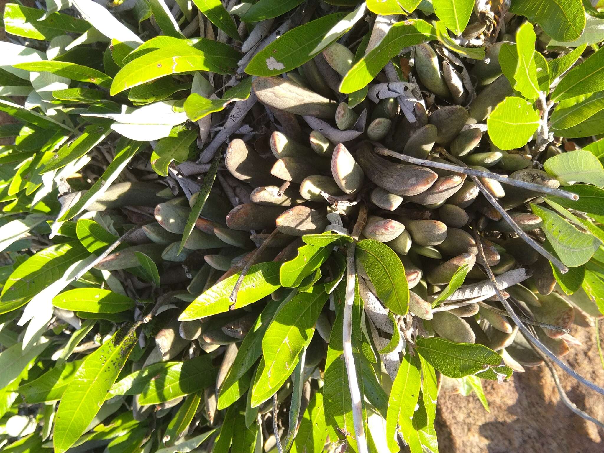 Image of Adromischus umbraticola subsp. umbraticola