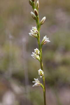 Image of Pouched leek orchid