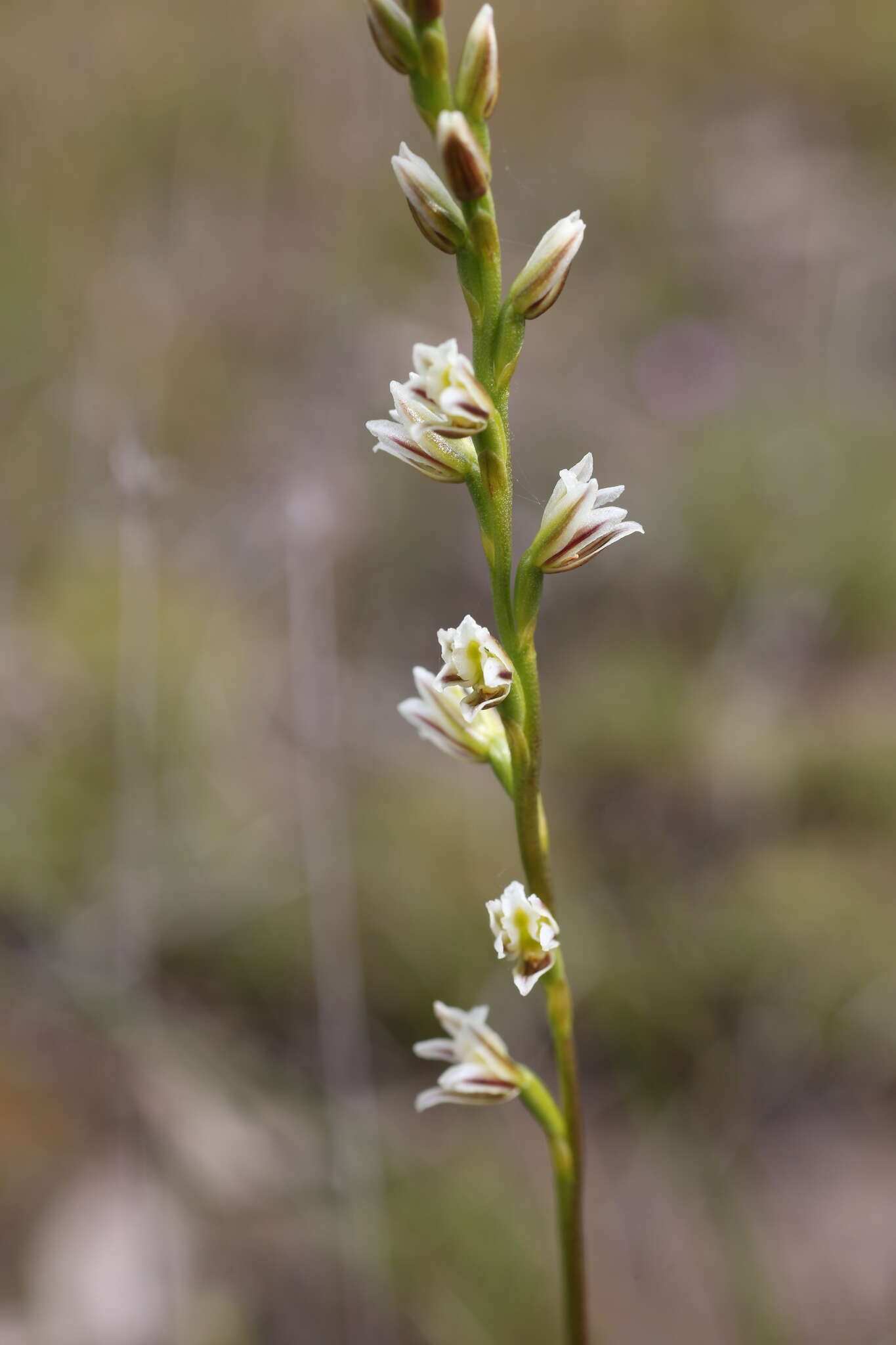 Image of Pouched leek orchid