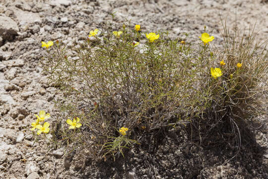 Imagem de <i>Oenothera gayleana</i>