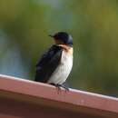 Hirundo neoxena carteri (Mathews 1912)的圖片