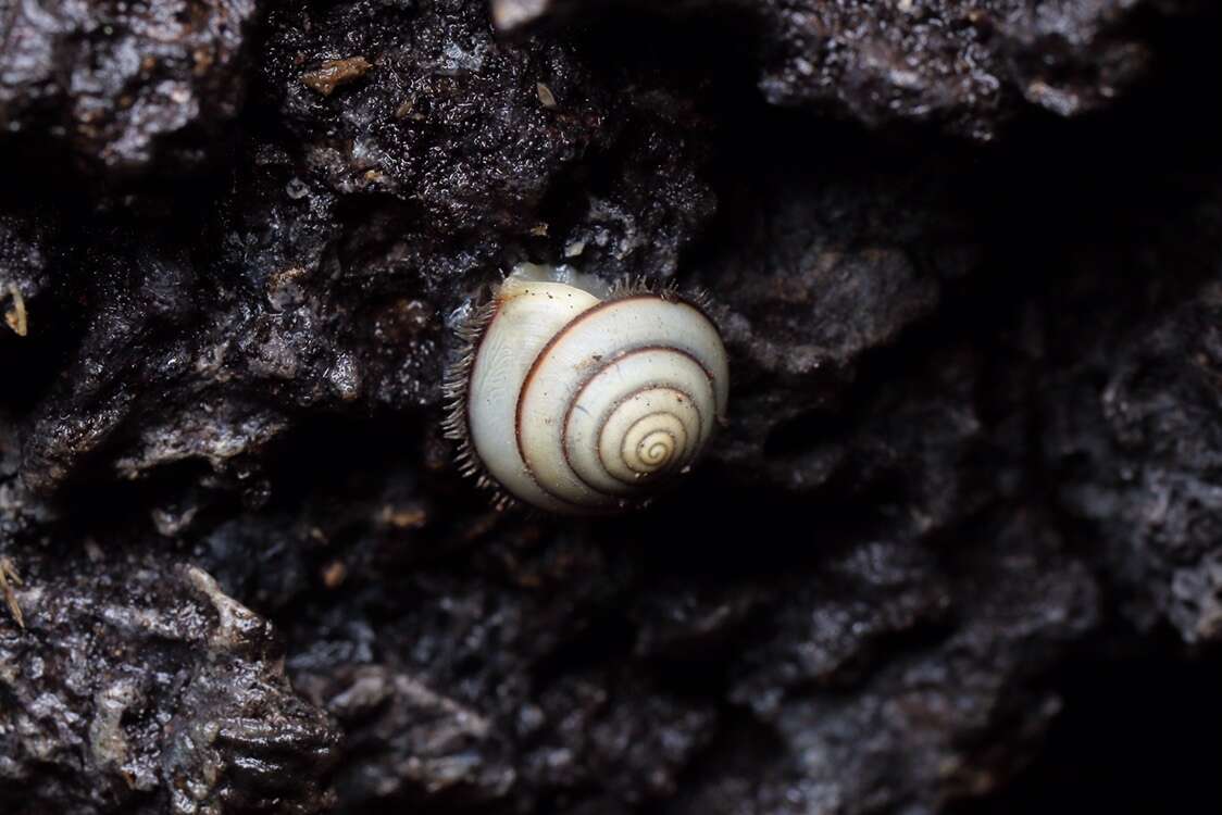 Plancia ëd Plectotropis brevibarbis (Pfeiffer 1859)