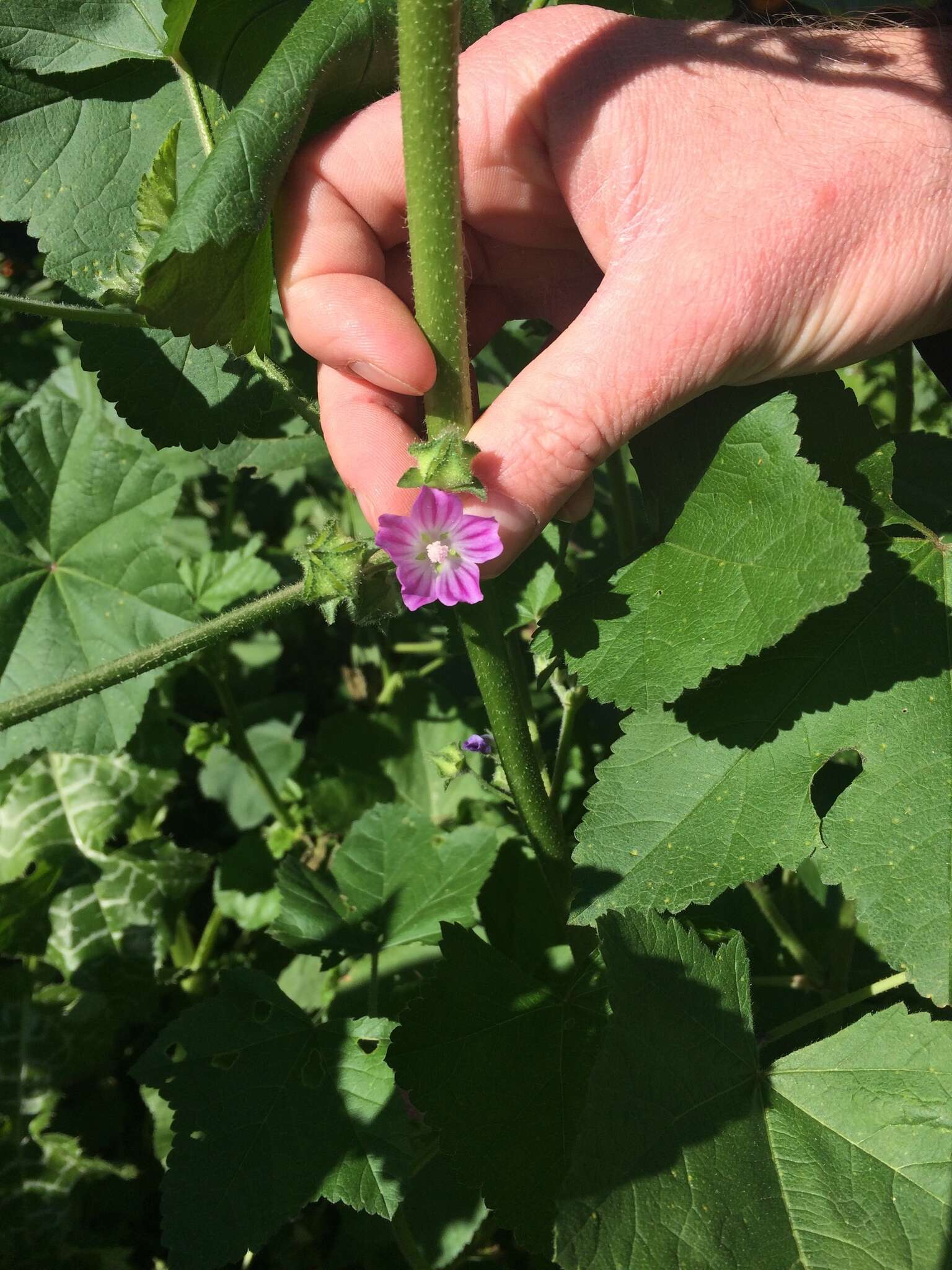 Image of Cornish mallow