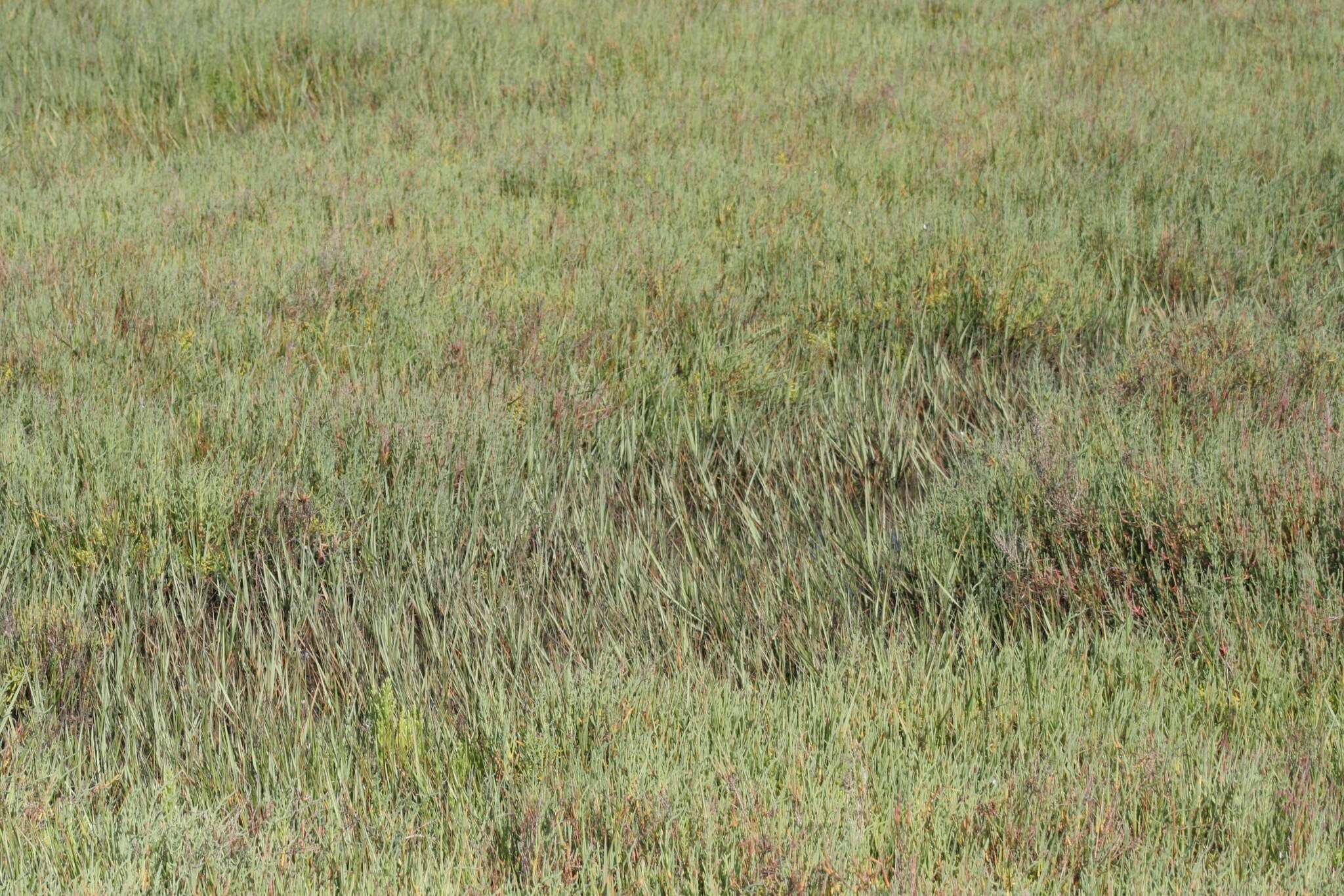 Image of California Cord Grass