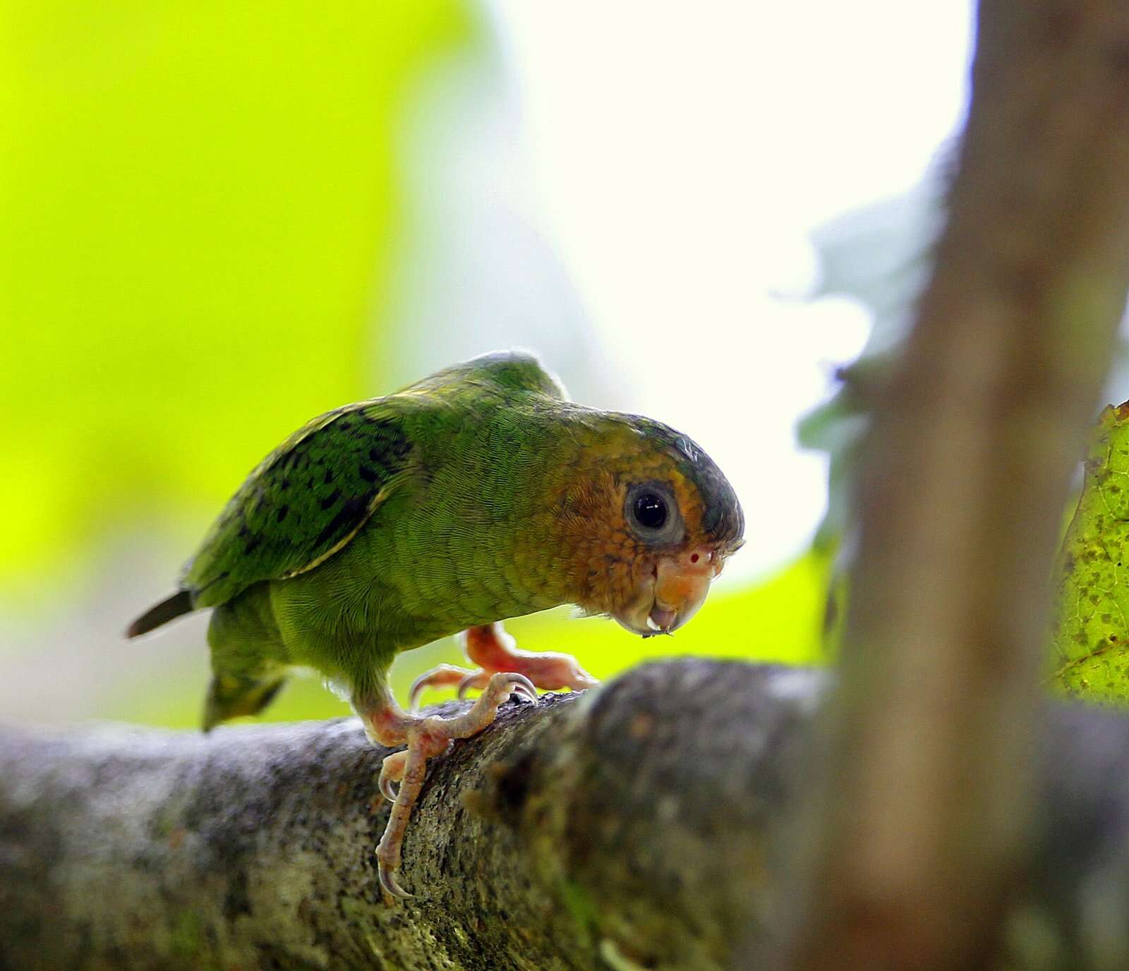 Image of Buff-faced Pygmy Parrot