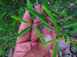 Image of Euphorbia gentryi V. W. Steinm. & T. F. Daniel