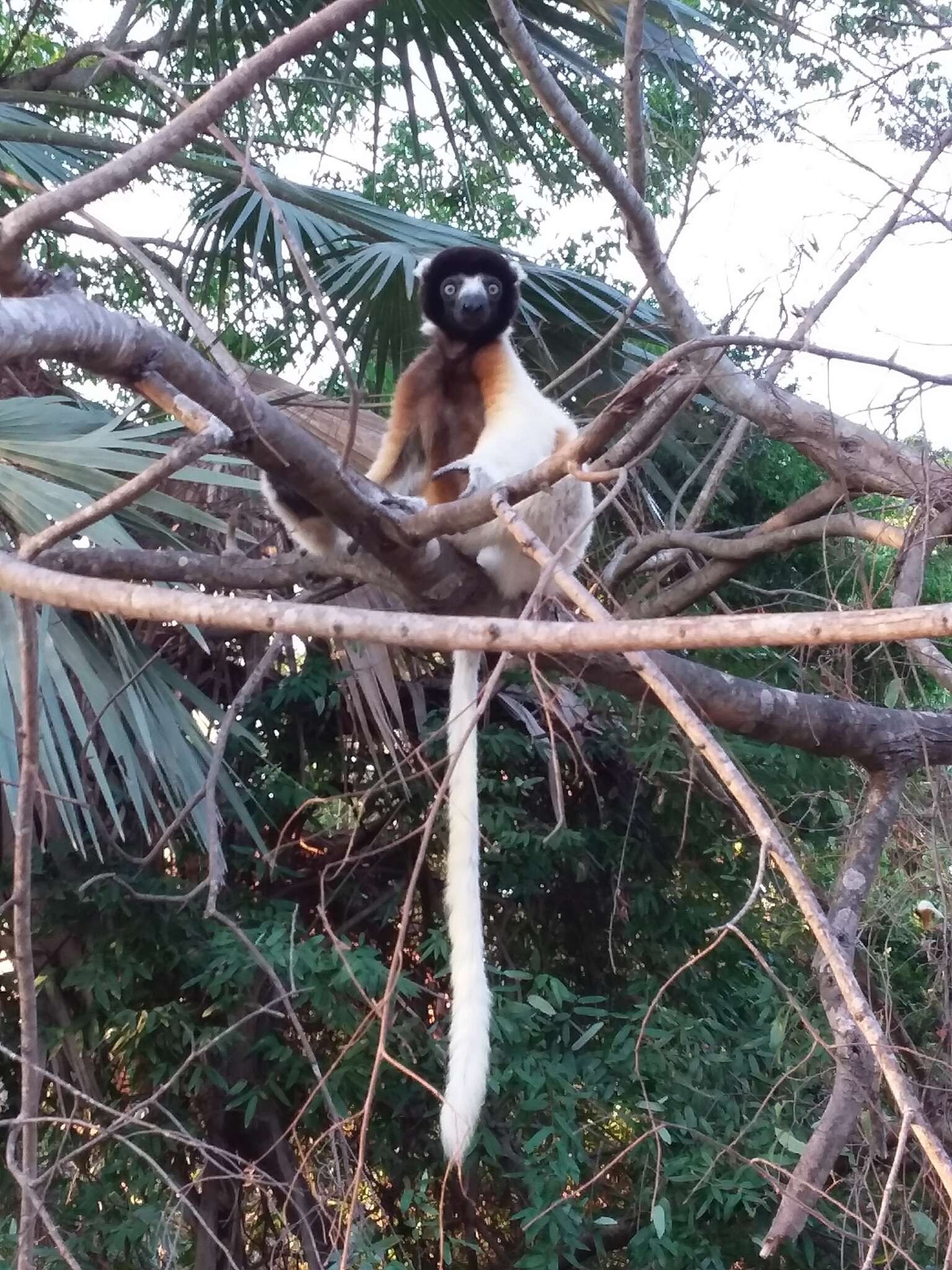 Image of Crowned Sifaka