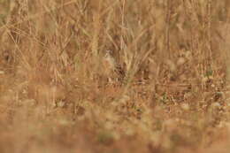 Image of Grey-necked Bunting