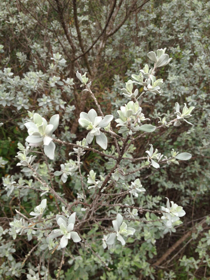 Image de Leucophyllum frutescens (Berl.) I. M. Johnston