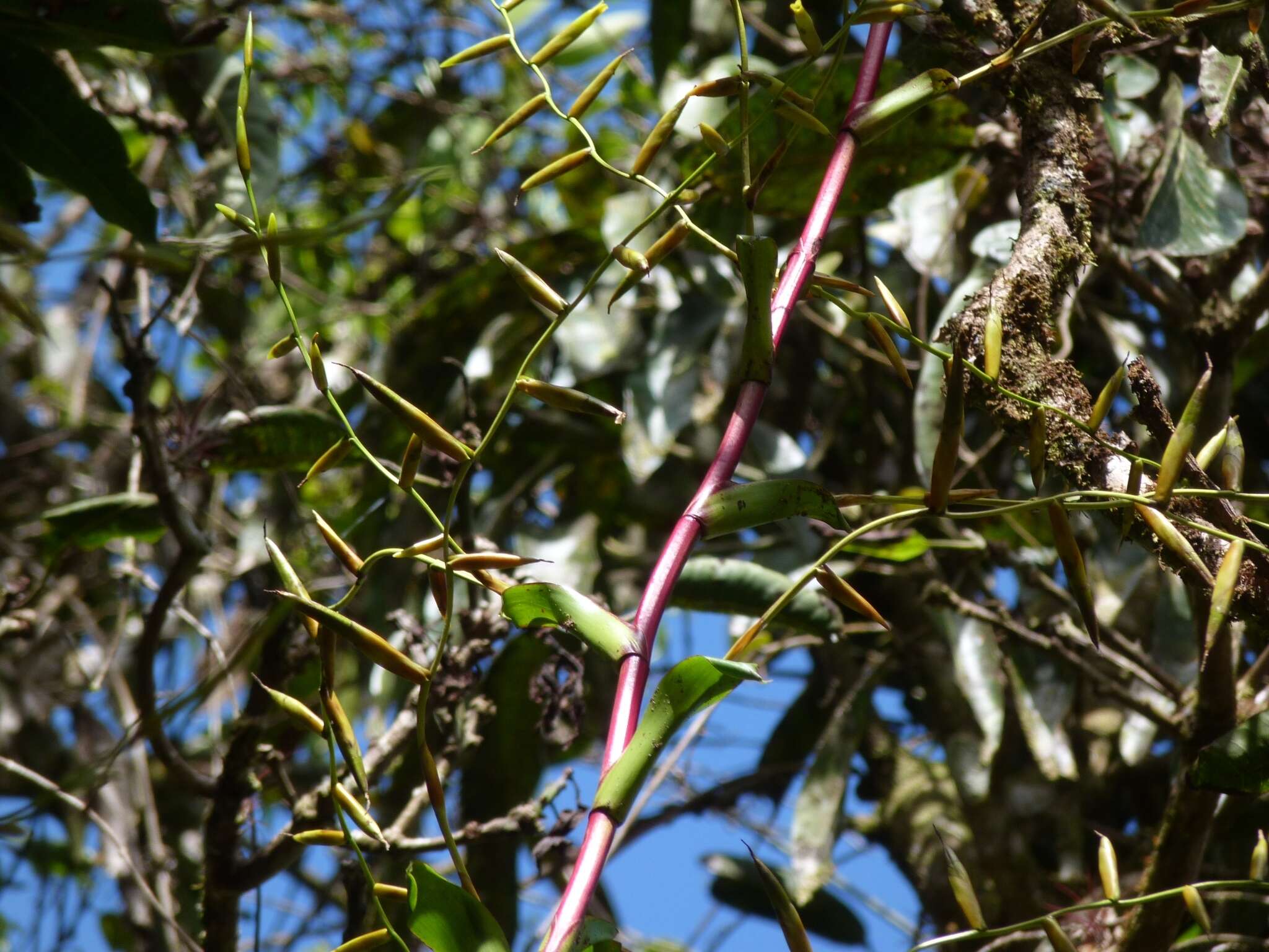 Image of Vriesea procera (Mart. ex Schult. & Schult. fil.) Wittm.