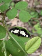 Image of Common Spring Moth