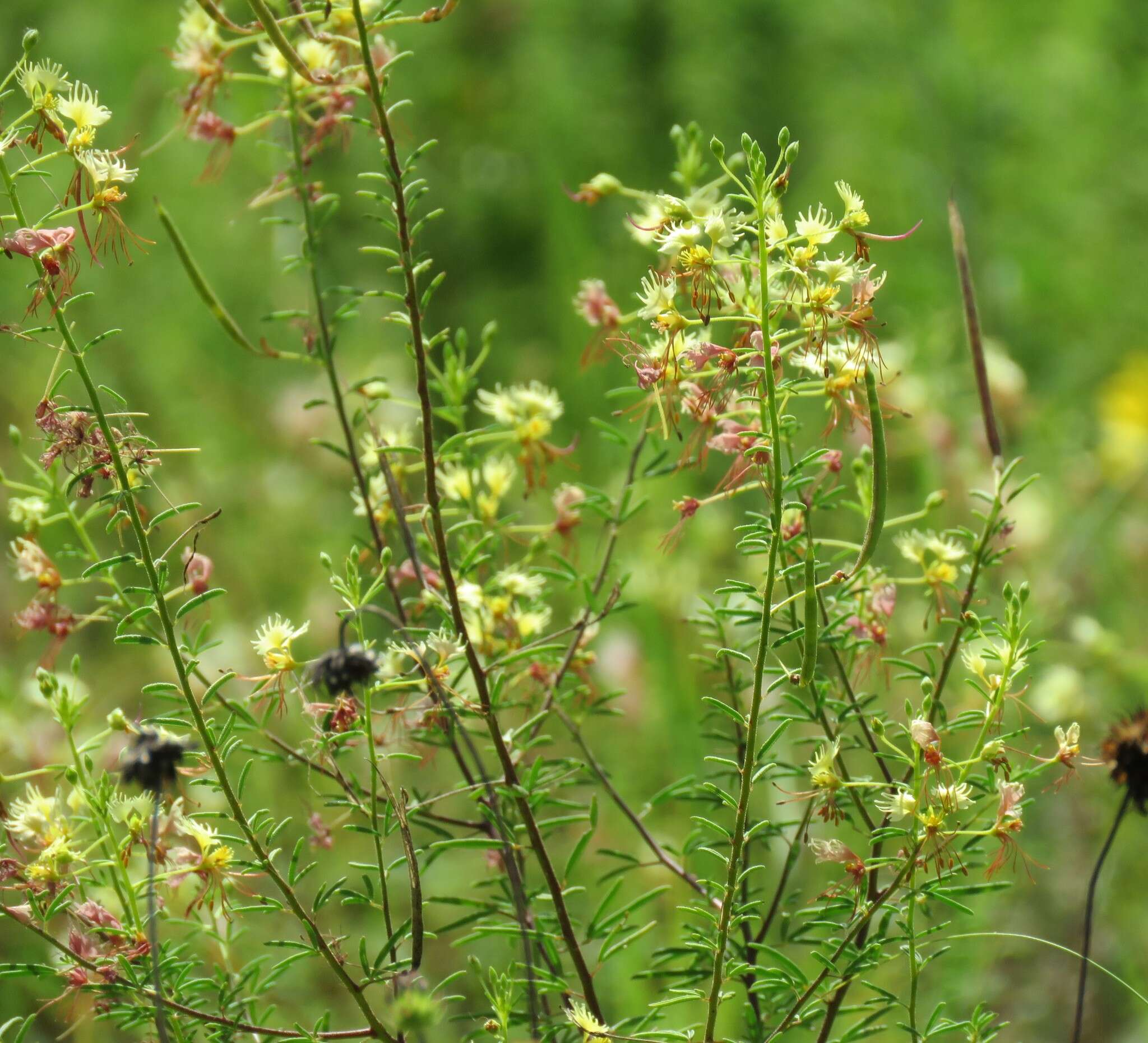 Image of large clammyweed