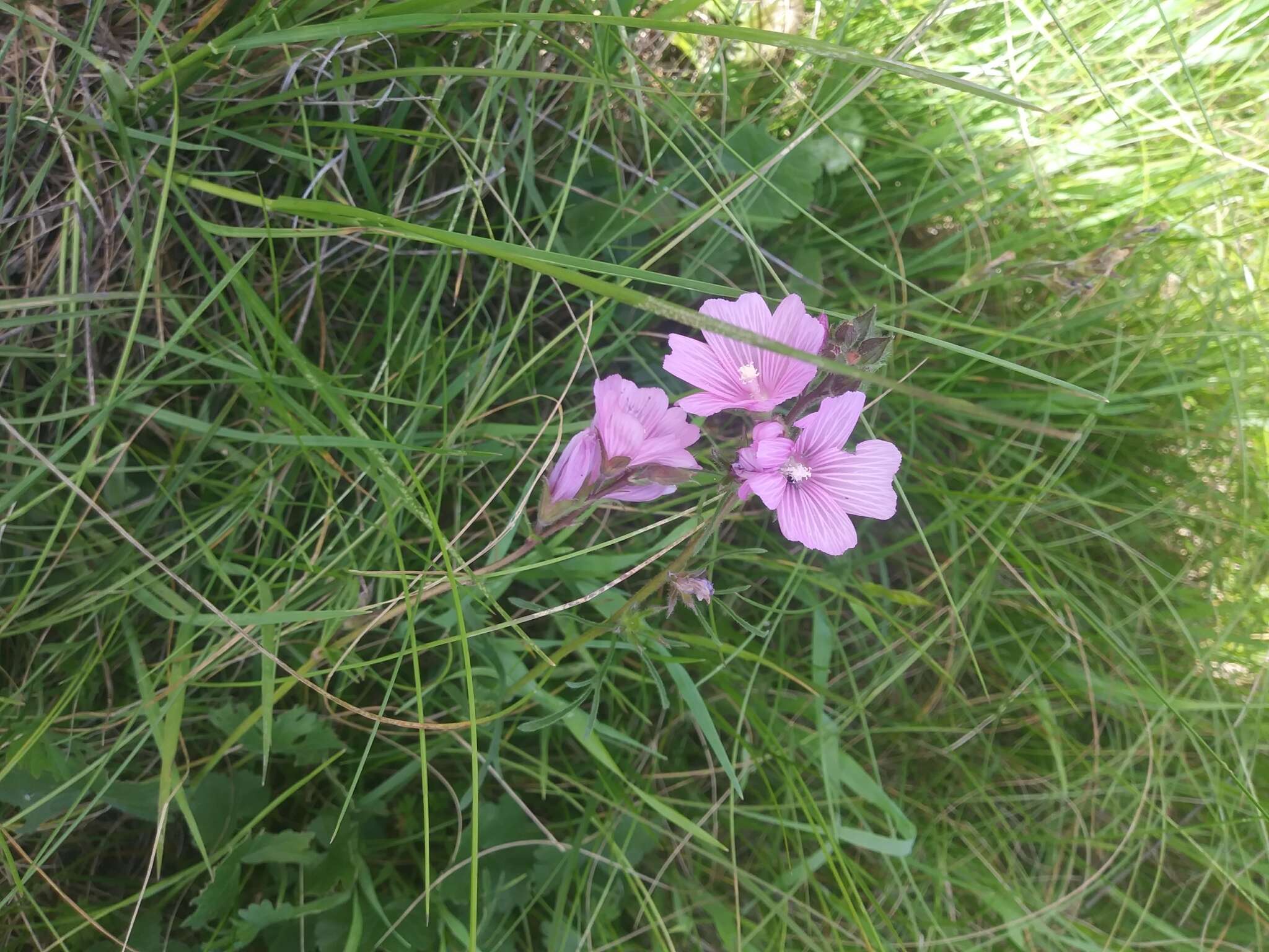 Image of annual checkerbloom