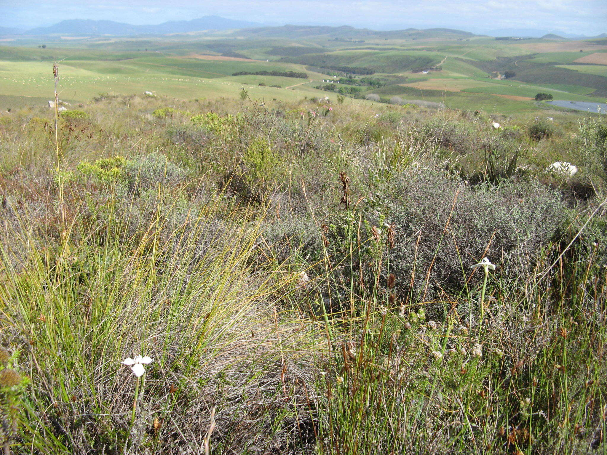 Image of Moraea longiaristata Goldblatt