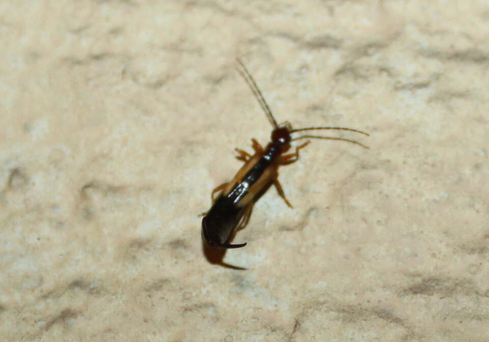 Image of Lined Earwig