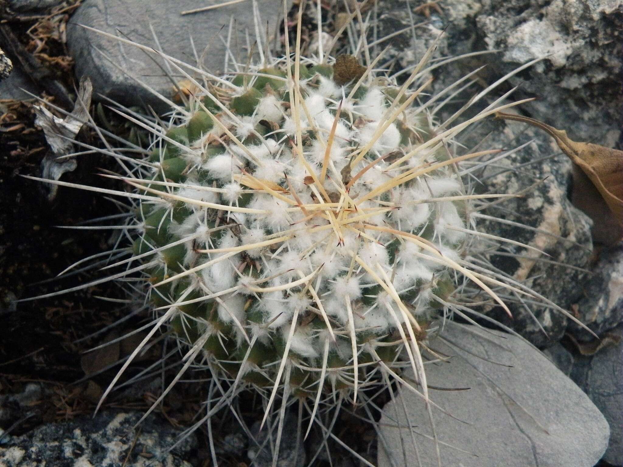 صورة Mammillaria compressa subsp. centralifera (Repp.) D. R. Hunt