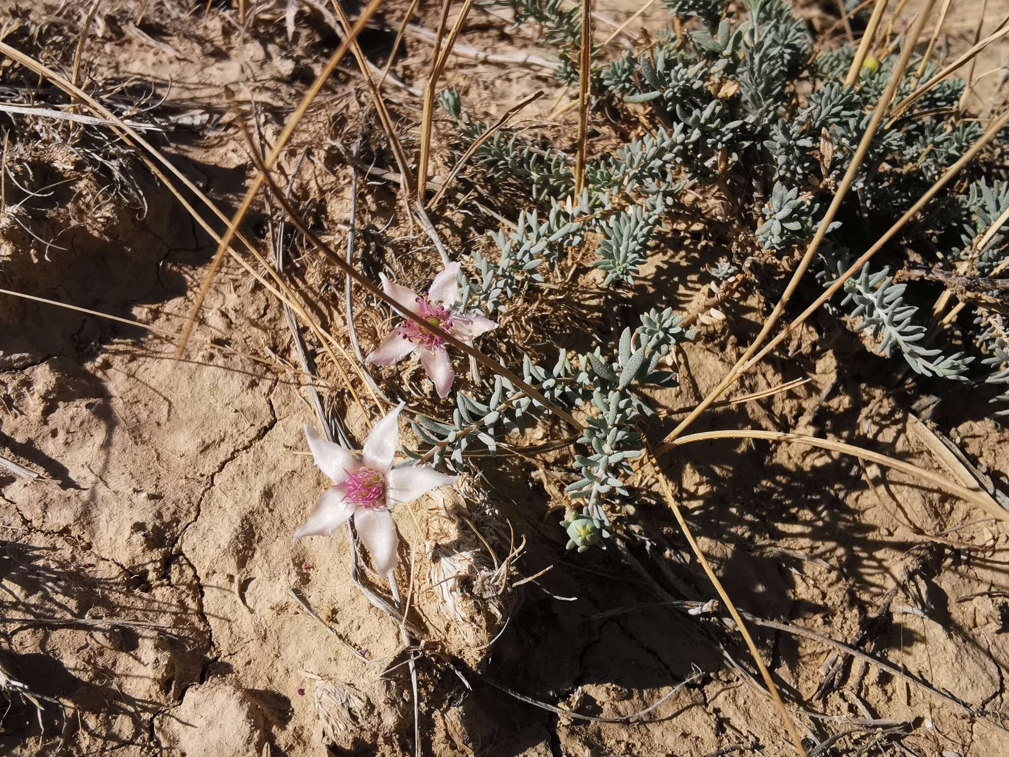 Image de Reaumuria alternifolia (Labill.) Britten