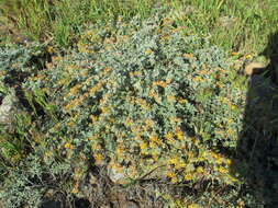 Image of <i>Acmispon argophyllus</i> var. <i>argenteus</i>