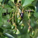 Sivun Nectandra turbacensis (Kunth) Nees kuva