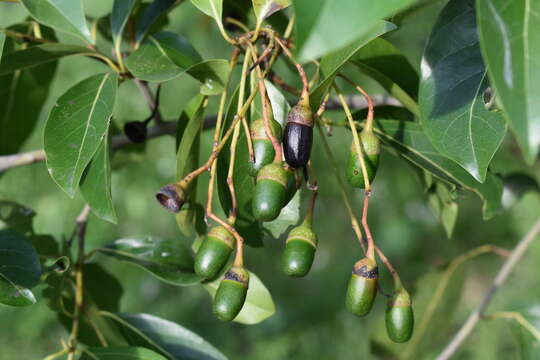 Image de Nectandra turbacensis (Kunth) Nees