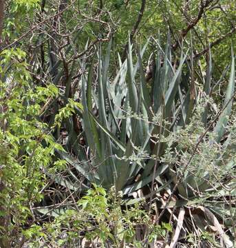 Image of Agave funkiana K. Koch & C. D. Bouché