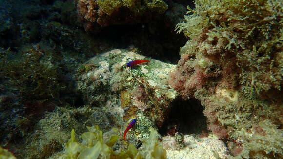 Image of Bluebanded goby