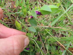 Imagem de Psoralea imbricata (L. fil.) T. M. Salter