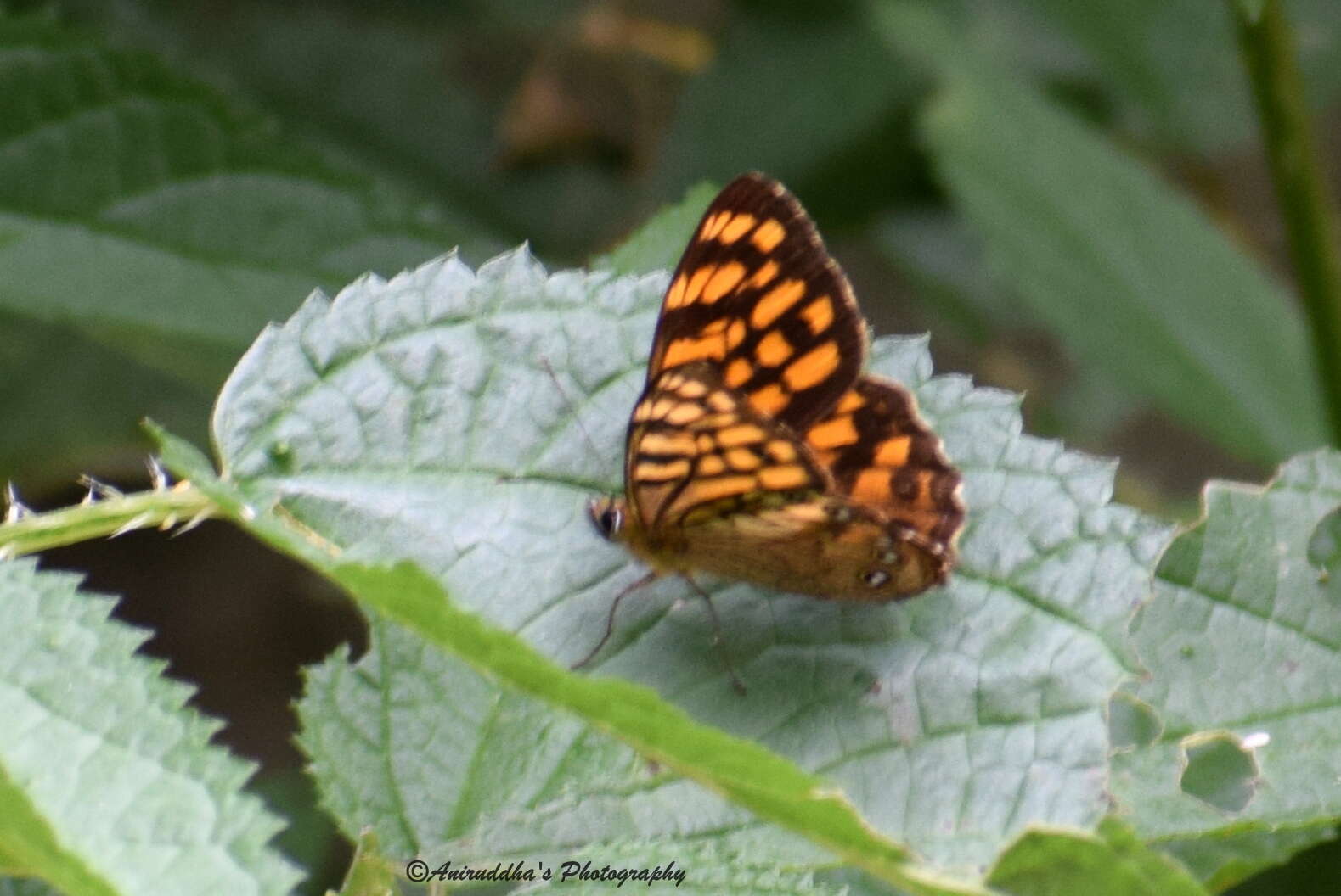 Image of Rhaphicera moorei Butler 1867