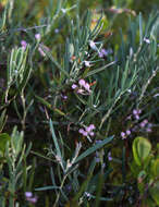 Image of Andromeda polifolia L.