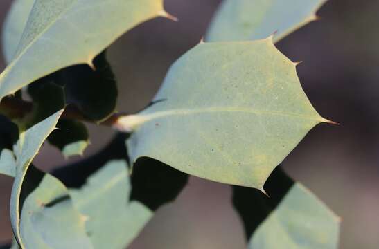 Image of Hakea prostrata R. Br.