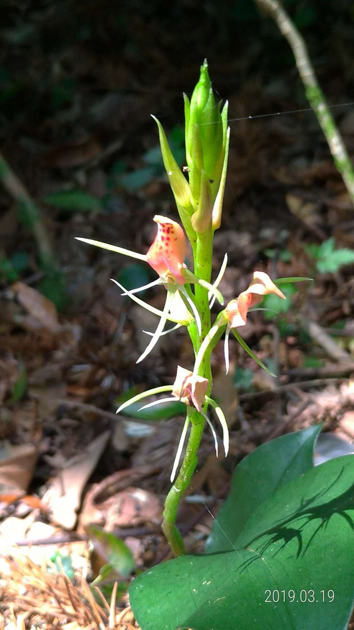 Image of Lily-leaf Orchid