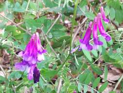 Imagem de Vicia villosa subsp. varia (Host) Corb.