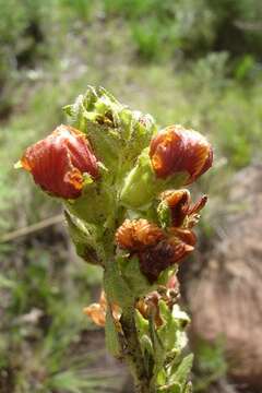 Image of Alectra basutica (Phill.) Melch.