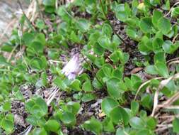 Imagem de Soldanella minima subsp. minima