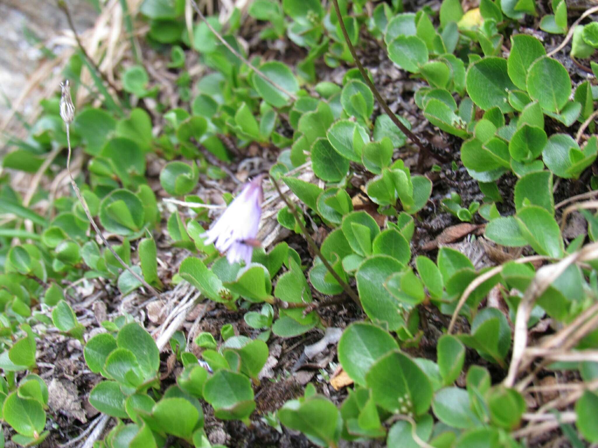 Imagem de Soldanella minima subsp. minima