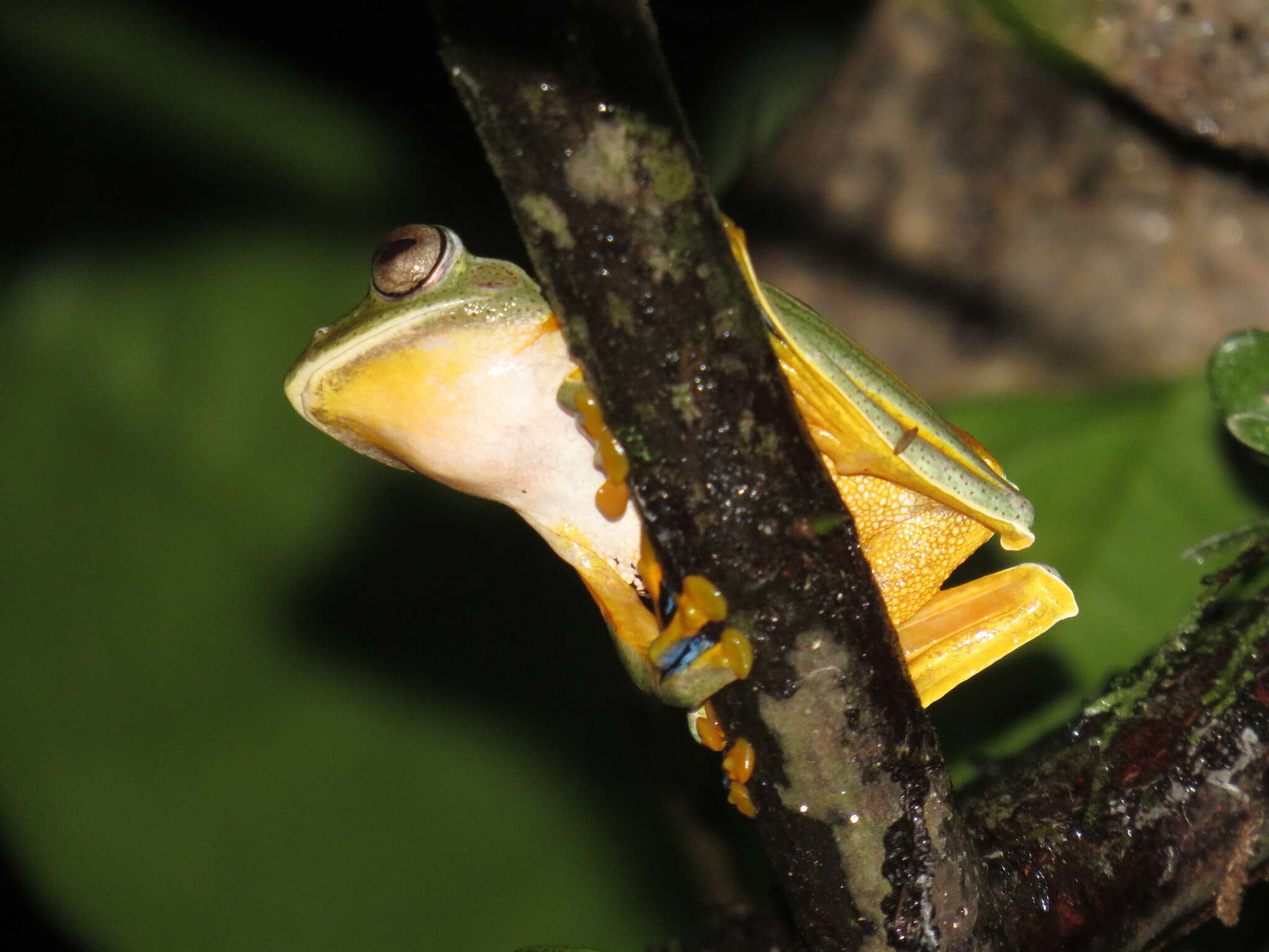 Image of Black-webbed Treefrog