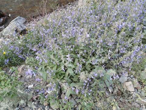 Image of Nepeta sibirica L.