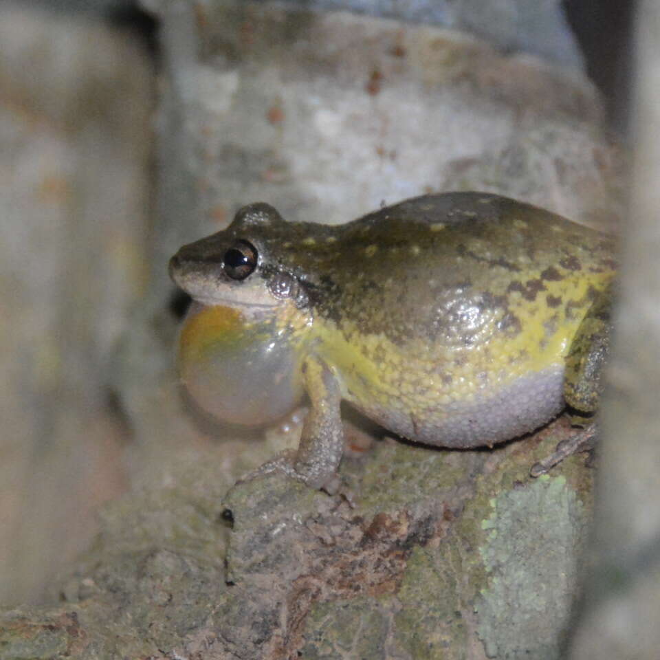 Image of Lesser Snouted Treefrog