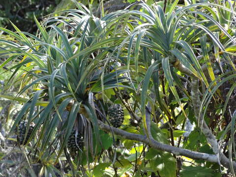 Image of Pandanus montanus Bory
