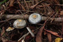 Image of Cortinarius rotundisporus Cleland & Cheel 1918