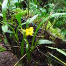 Plancia ëd Brassia andina (Rchb. fil.) M. W. Chase