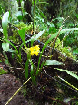 Plancia ëd Brassia andina (Rchb. fil.) M. W. Chase