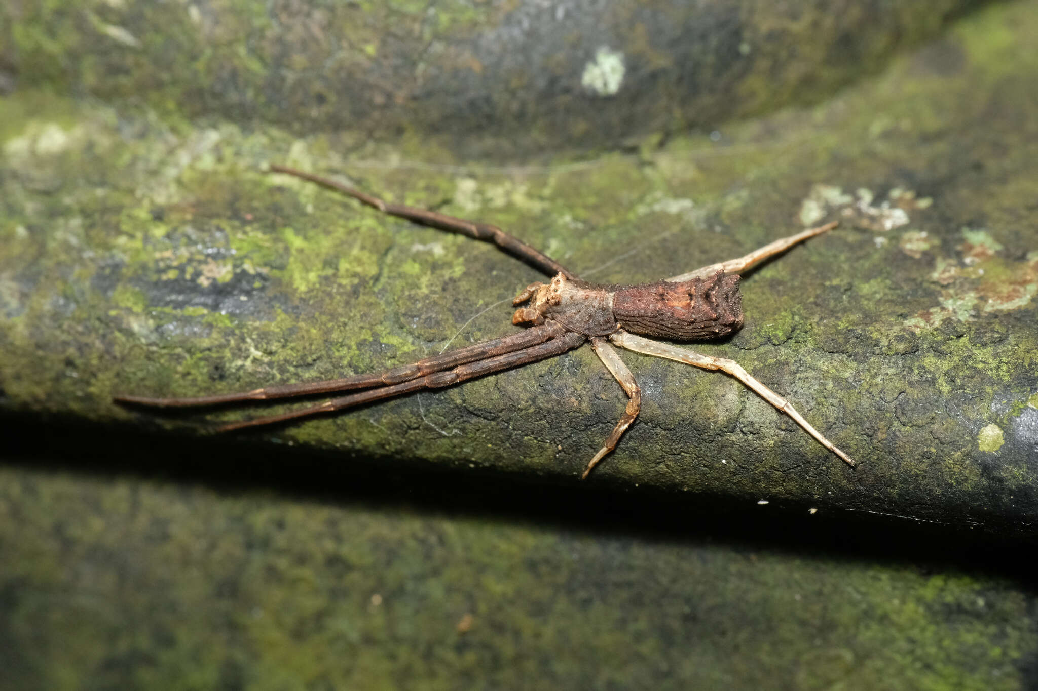 Image of Simorcus asiaticus Ono & Song 1989