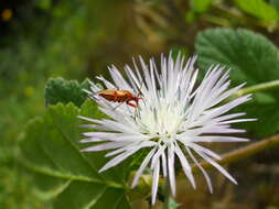 Image of Calocoris nemoralis (Fabricius 1787)