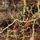 Acacia erinacea Benth.的圖片